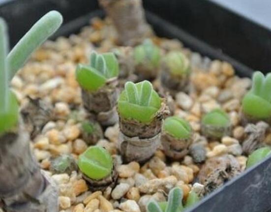 碧光環(huán)多肉有毒嗎，無(wú)毒/株型優(yōu)雅、美觀可愛(ài)