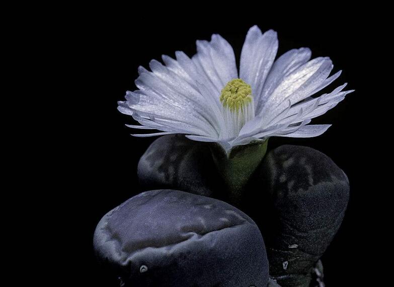 生石花皺了怎么辦，要警惕是這4種原因造成的