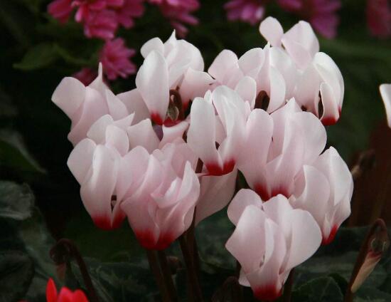 仙客來有毒嗎，仙客來可以放在臥室嗎/誤食會中毒