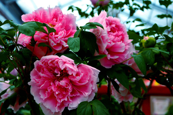 牡丹花如何越冬，除了控溫外還需及時(shí)追肥