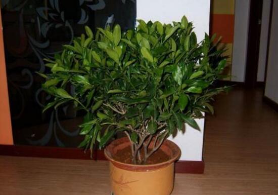 平安樹怎么養(yǎng)才茂盛，平安樹的養(yǎng)殖方法