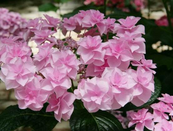 繡球花種子種植方法，擇健康飽滿種子、合適土壤