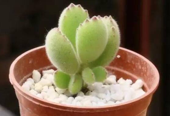 熊童子好養(yǎng)嗎，好養(yǎng)/做好五個(gè)要點(diǎn)生長茂盛美觀