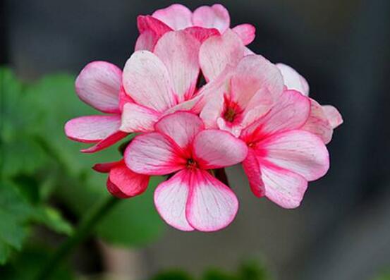 天竺葵有毒嗎，天竺葵可以放在臥室養(yǎng)嗎