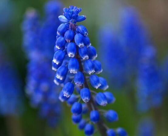 風(fēng)信子冬天怎么養(yǎng)，做好五點(diǎn)基本方法可安然過冬