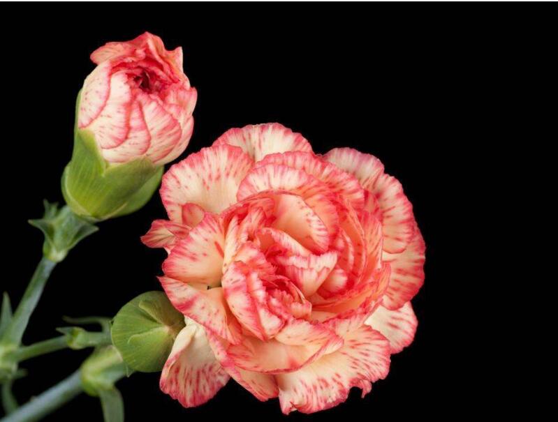 康乃馨盆栽怎么養(yǎng)才長(zhǎng)得好，5種方法讓你盆栽亭亭如蓋