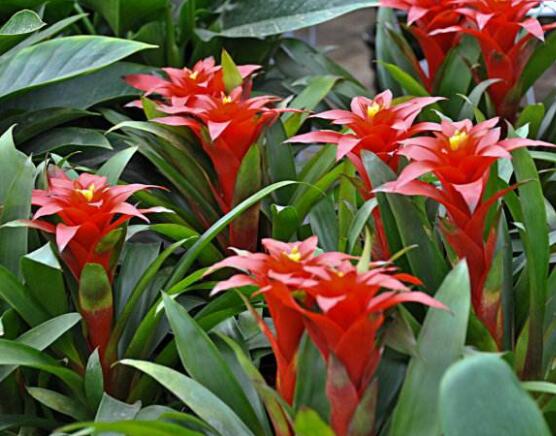 鴻運當頭開花時間，從冬季盛放到春季(半年)