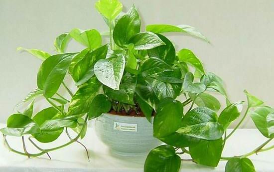 綠蘿用什么藥長得快，盤點最合適的五種藥物(盆盆爆滿)