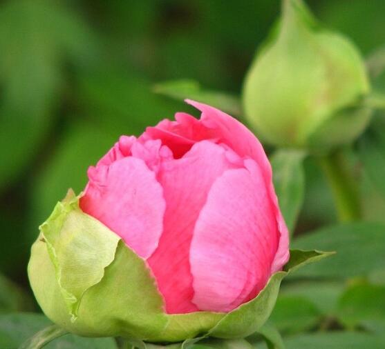 牡丹花養(yǎng)殖方法和注意事項，老農(nóng)總結七大基本養(yǎng)殖方法