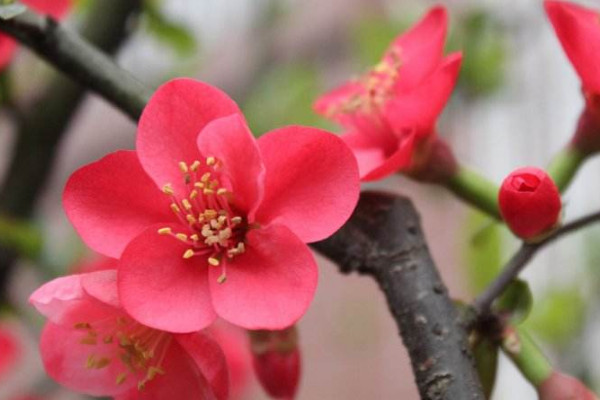 海棠花的養(yǎng)殖方法和注意事項，生長旺期及時追肥