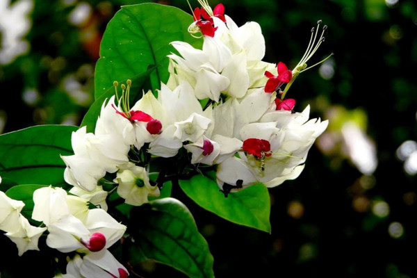 龍吐珠花怎么養(yǎng)，保證充足的光照以及合理肥水