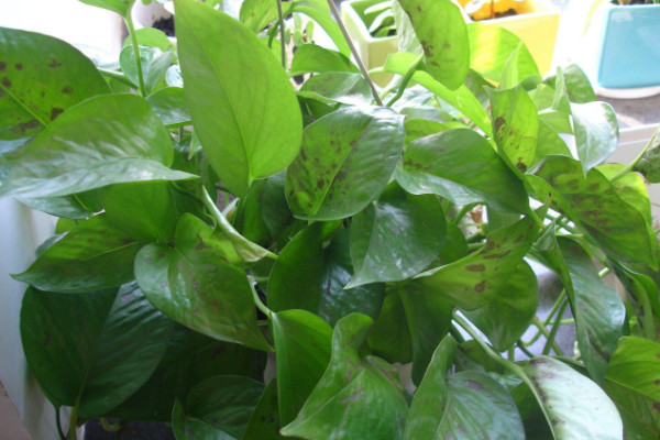 綠蘿葉子長黑斑怎么辦，升溫除蟲/透氣遮強光