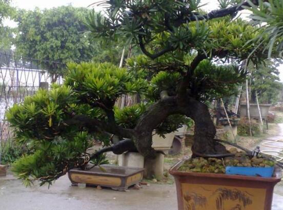 羅漢松可以水培嗎，羅漢松水培養(yǎng)殖方法