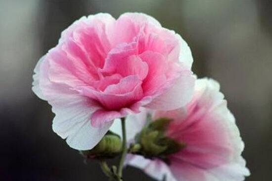 芙蓉花什么時(shí)候開(kāi)，芙蓉花一年開(kāi)幾次花