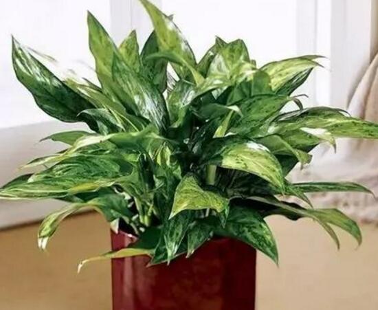 花葉萬年青有毒嗎，花葉萬年青能放室內(nèi)嗎