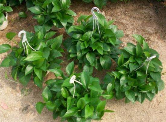 綠蘿吊蘭怎么修剪，綠蘿吊蘭的修剪方法