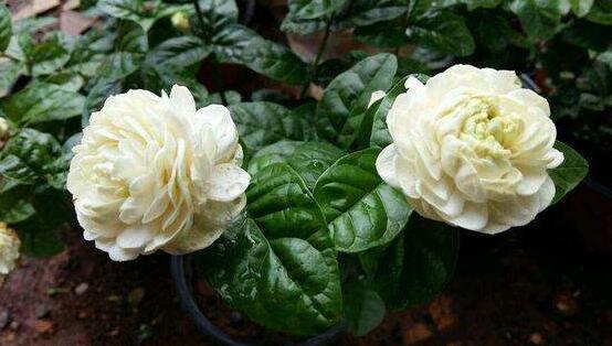 虎頭茉莉怎么修剪，三個(gè)簡(jiǎn)單方法便可美觀