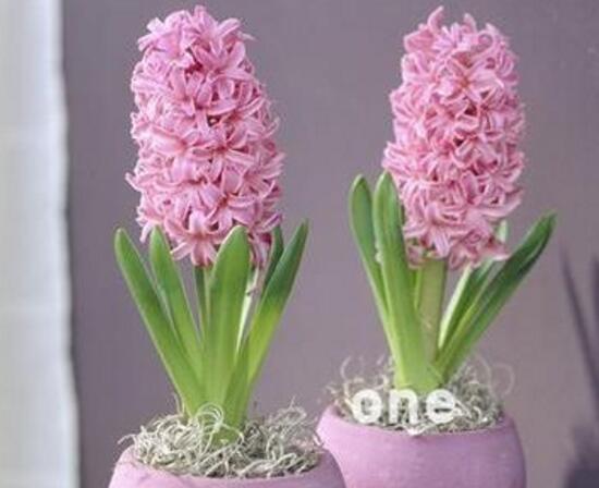 風信子怎么修剪，風信子修剪方法過程