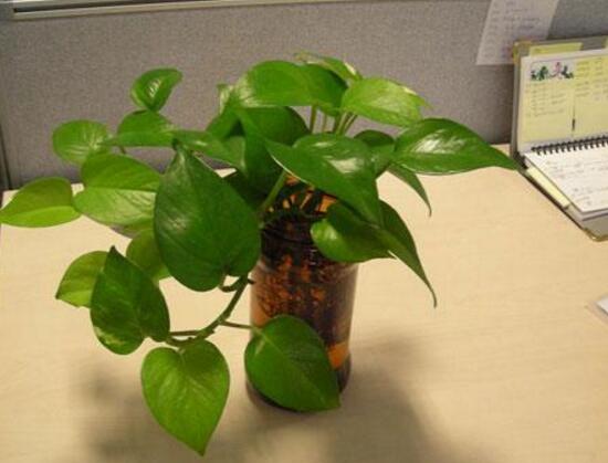 綠蘿的風(fēng)水作用有哪些，綠蘿的功效與作用