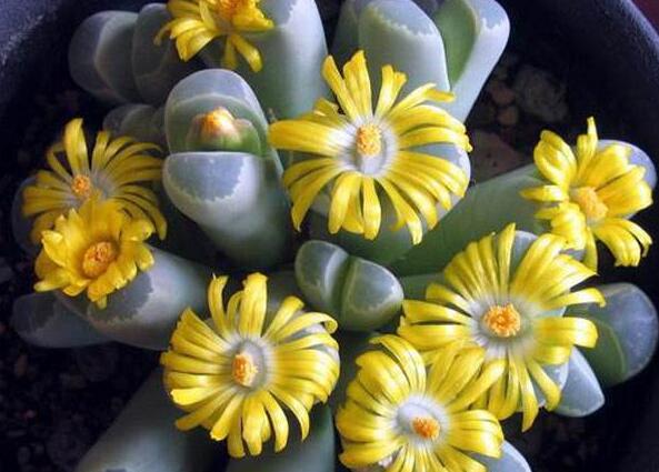 生石花皺了怎么辦，要警惕是這4種原因造成的