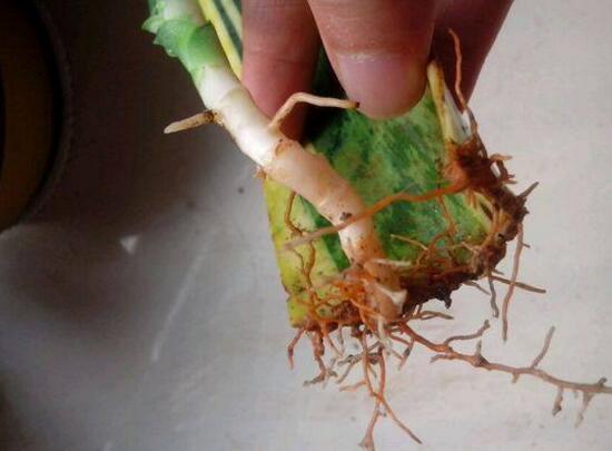 虎皮蘭可以水培嗎，虎皮蘭水培生根方法