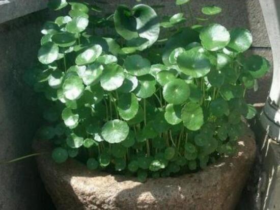 銅錢草有毒嗎，銅錢草可以放在臥室嗎