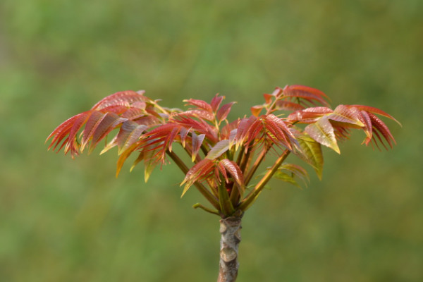 香椿樹(shù)長(zhǎng)什么樣