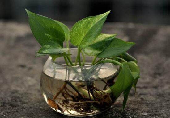 水培綠蘿可以養(yǎng)魚嗎，綠蘿怎么水培方法圖解