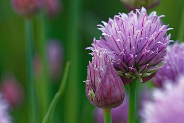 蔥頭花怎么養(yǎng)殖，生長(zhǎng)旺期需水量大要澆足澆透