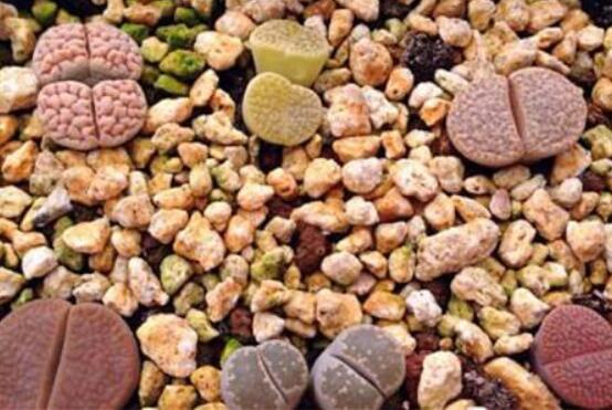 生石花怎么種植，做好六個(gè)步驟盆盆爆滿