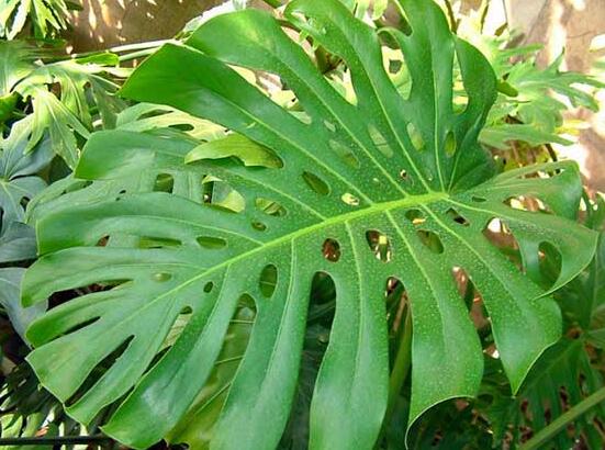 龜背竹的養(yǎng)殖方法和注意事項，老農(nóng)教你八大簡單易學養(yǎng)殖方法