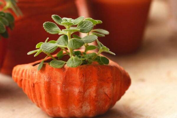 碰碰香如何度夏，掌握以下4點才是關(guān)鍵