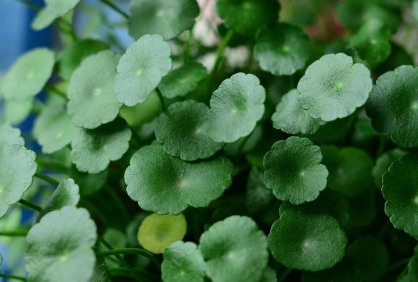 銅錢草怎么種，銅錢草土養(yǎng)的方法步驟