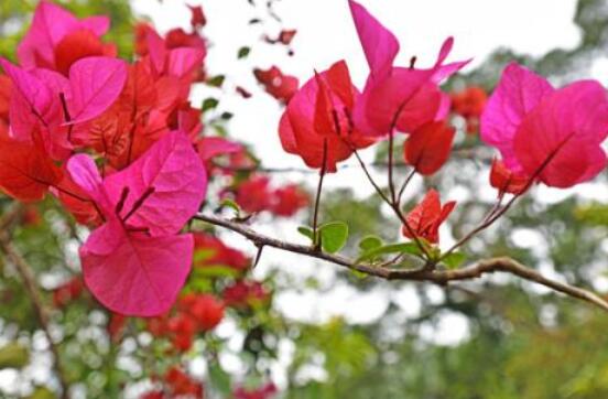 三角梅枝繁葉茂不開花怎么辦，做好四點(diǎn)快速花開爆盆