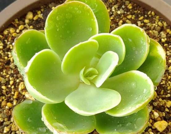 寶石花怎樣養(yǎng)才能長得快，做好四個(gè)要點(diǎn)生長的青翠欲滴