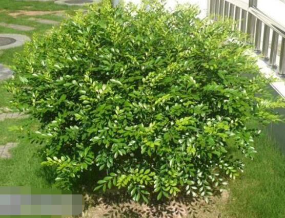 九里香盆景樹樁怎樣變粗，營養(yǎng)豐富、勤修剪，施足肥