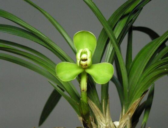 好看蘭花圖片及品種欣賞，觀葉勝觀花、高潔典雅