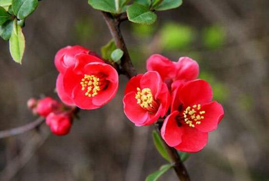 海棠花怎么養(yǎng)，海棠花的養(yǎng)殖方法和注意事項(xiàng)