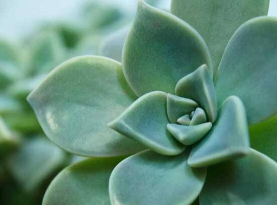 寶石花怎么澆水，不同季節(jié)不同澆水量(控水為主)