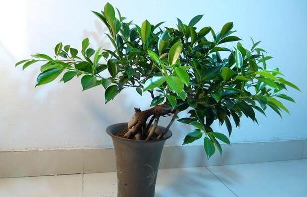 平安樹葉子發(fā)黑的原因，病蟲害等三種原因造成