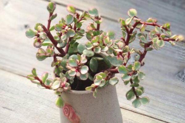 多肉雅樂之舞怎么繁殖，扦插以及嫁接都可以進(jìn)行繁殖