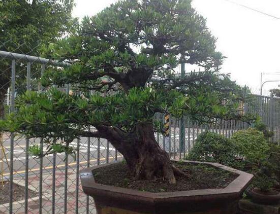 羅漢松有毒嗎，羅漢松可以在臥室養(yǎng)嗎