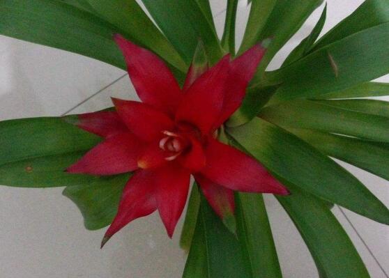 鴻運(yùn)當(dāng)頭會(huì)開(kāi)花嗎，鴻運(yùn)當(dāng)頭養(yǎng)殖2-3年會(huì)開(kāi)花