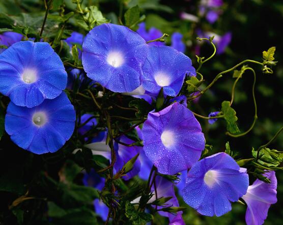 牽?；ǘ鞎?huì)死嗎，做好這五點(diǎn)即可安然過(guò)冬(生長(zhǎng)健壯茂盛)