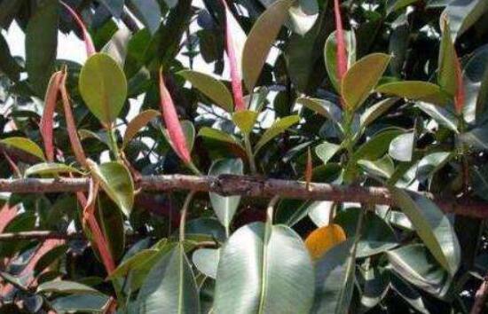 橡皮樹葉子打卷怎么辦，保持光照充足、溫度合理、忌積水