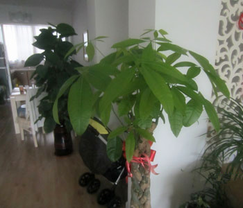 發(fā)財(cái)樹怎么修剪，發(fā)財(cái)樹的修剪方法圖