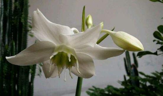 南美水仙的養(yǎng)殖方法，七大步驟幫你養(yǎng)的青翠欲滴