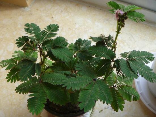 含羞草長(zhǎng)什么樣子，含羞草的特點(diǎn)是什么