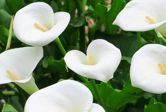 馬蹄蓮能凈化空氣嗎，能/釋放出氧氣、分解出毒素