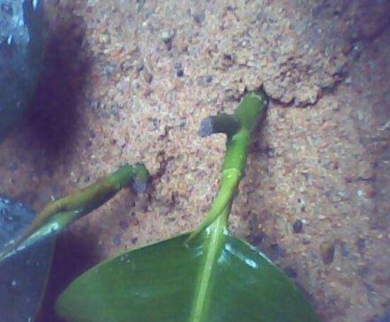 橡皮樹扦插，教你六大基本步驟快速生根發(fā)芽(30天)